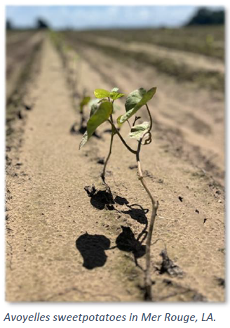 Avoyelles sweetpotatoes in Mer Rouge, LA,